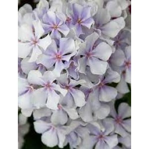 Флокс Phlox Вологодское Кружево